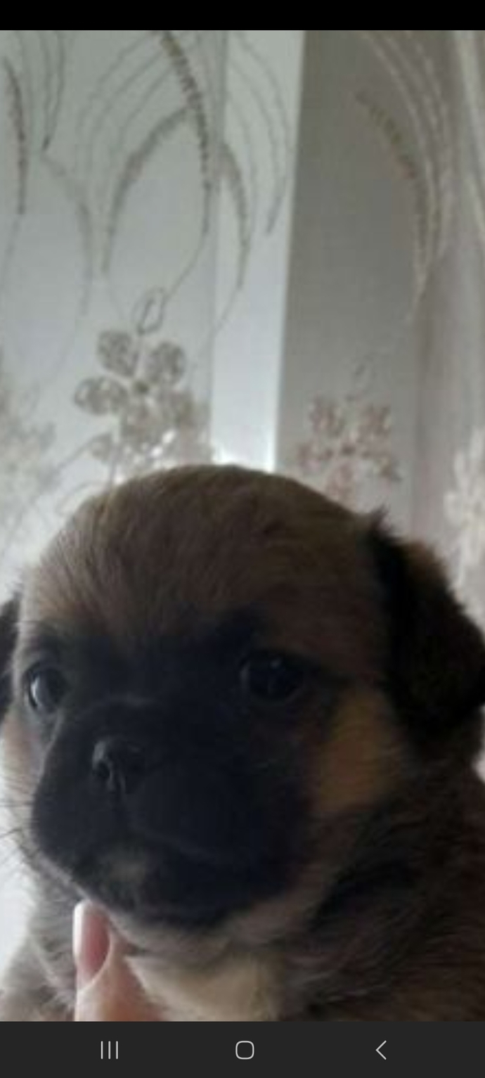Sahibi pekines dedi atmış ola bilirmi? anlayan birileri varsa yardımcı ola bilirmi.