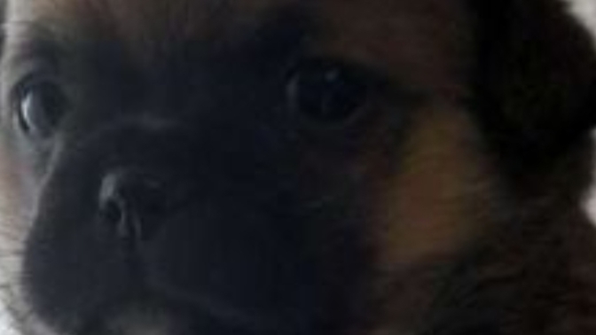Sizce cinsi pekines mi?