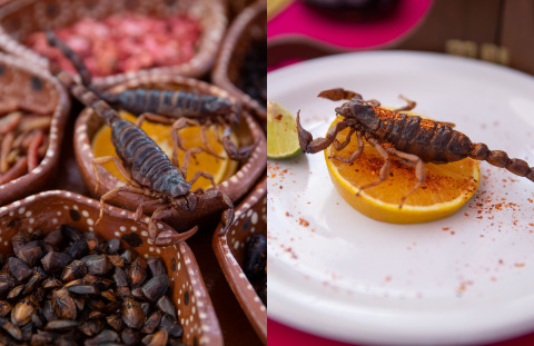 Meksikanın başkentinde Yenilebilir Böcek Festivali düzenlenmiş. Böceklerden iğrenir misiniz 🤢?