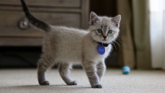 Kısır kediye yetişkin kedi maması verilebilir mi?