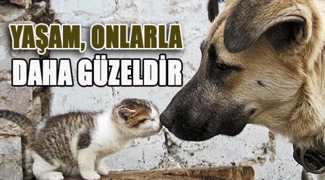 Dünya sokak hayvanları günü