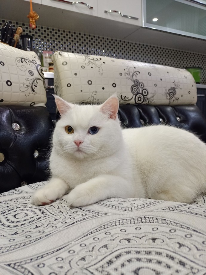Bugün dünya sokak hayvanları günü hayvanları çok seviyorum. Siz kedici misiniz köpekci misiniz?