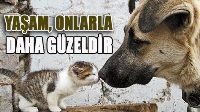 Bugün dünya sokak hayvanları günü hayvanları çok seviyorum. Siz kedici misiniz köpekci misiniz?