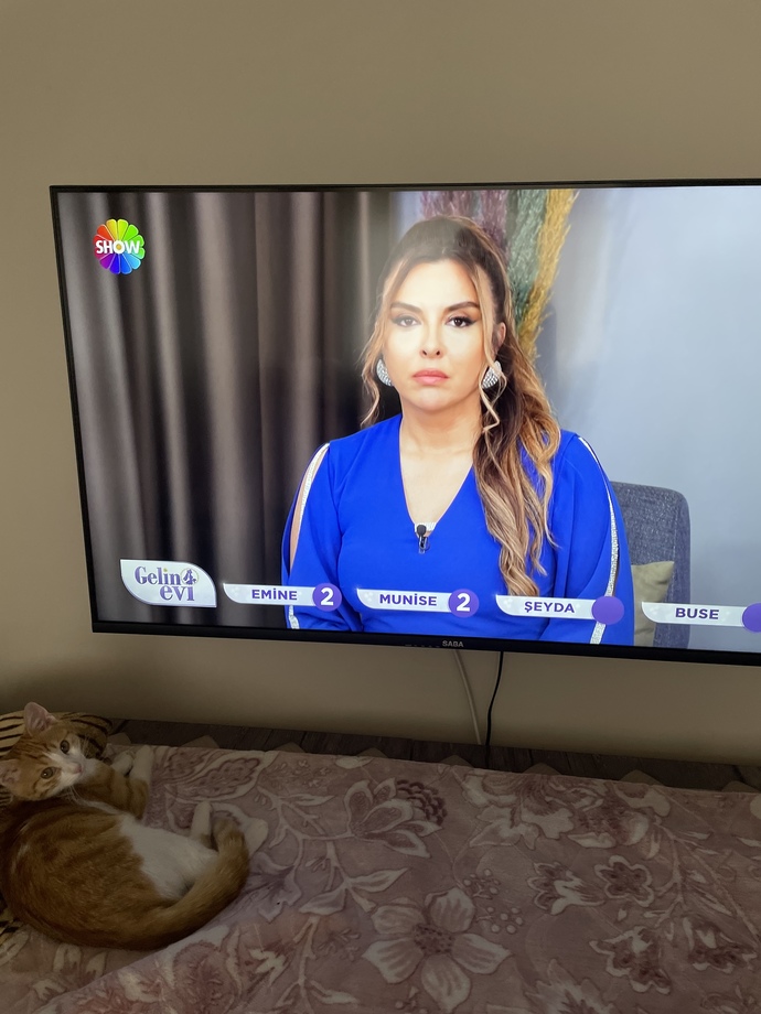 Kedim, Gelin Evini izliyor normal mi?