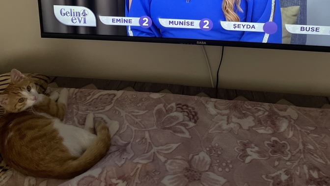 Kedim, Gelin Evi'ni izliyor normal mi?