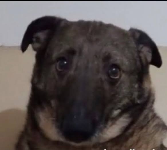 Kedici misin Köpekçi mi?