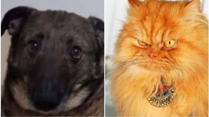 Kedici misin köpekçi mi?