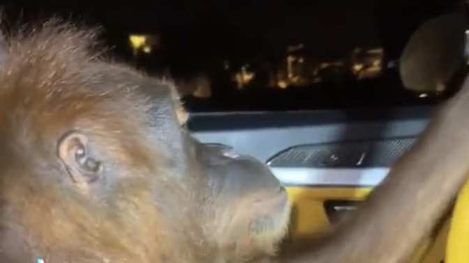Lamborghini kullanan bir maymun görseniz ne yapardınız?