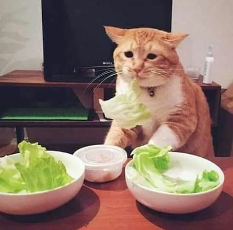 En son ne zaman diyet yaptın?