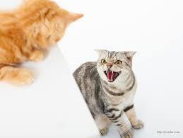 Animeler çocukça mıdır?