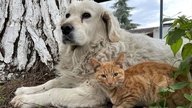 Kedi ve köpekleri kısırlaştırmak sizce doğru karar mı?