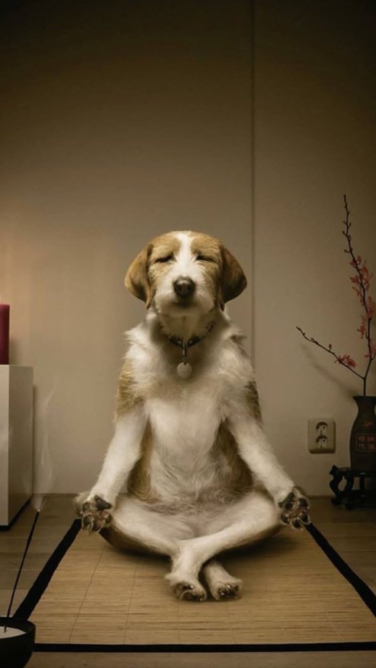 Yoga yaptıktan sonra meditasyon yapar mısınız?
