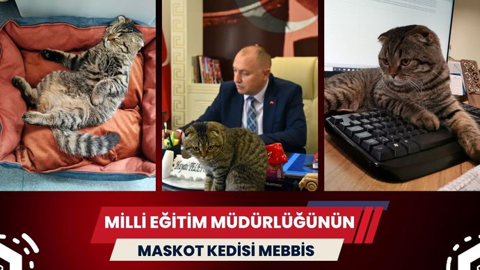 kedi Mebbis
