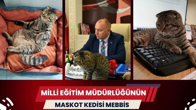 Mebbis isimli kedi Kırıkkale İl Milli Eğitim Müdürlüğü'nün göz bebeği oldu! Kurumların hayvan sahiplenmesi çok güzel değil mi?