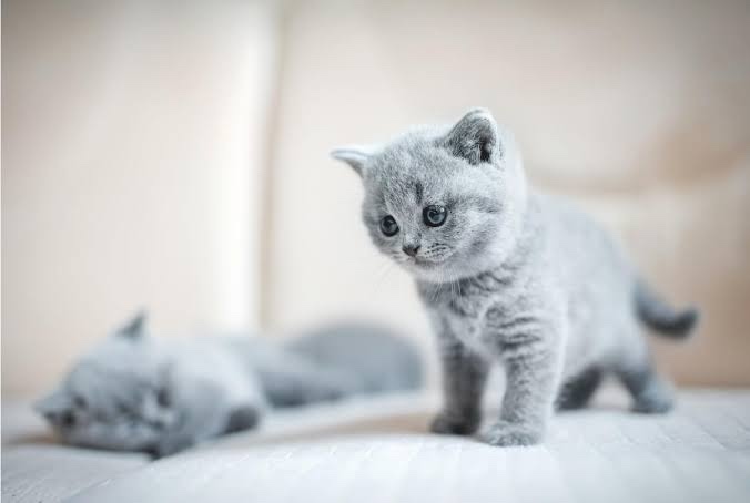 40 günlük yavru kediye kaliteli yaş mama önerir misiniz?