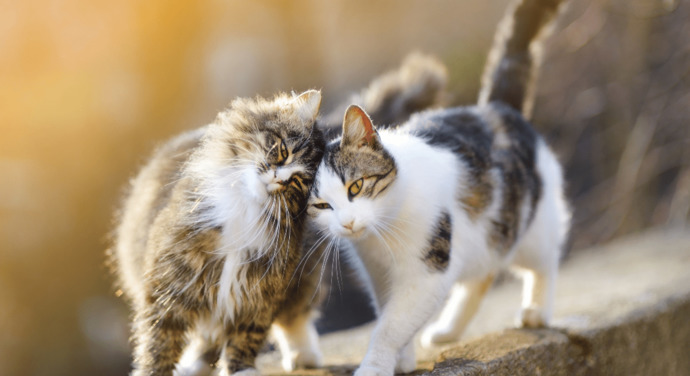 aynı evde iki kedi olur mu?