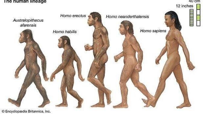 Maymundan insana evrim aşamasinda inatçı ve lafı bir yerinden anlamayan dişi var mı?