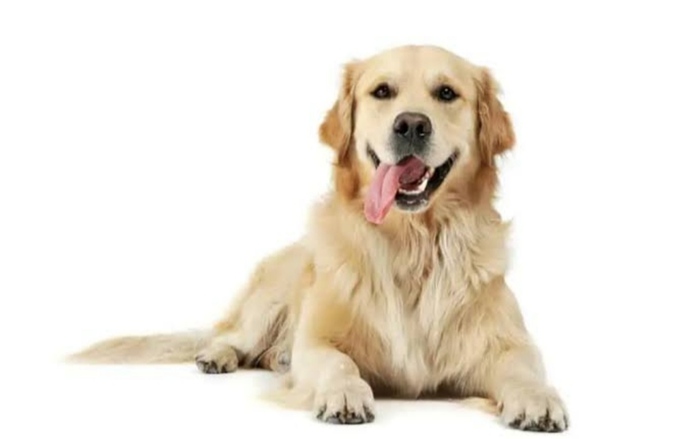 Kedicimisiniz 🐱 köpekcimi 🐶?