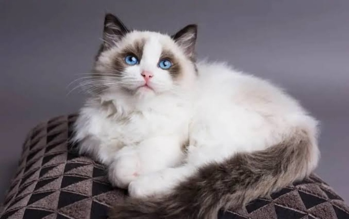Kedicimisiniz 🐱 köpekcimi 🐶?