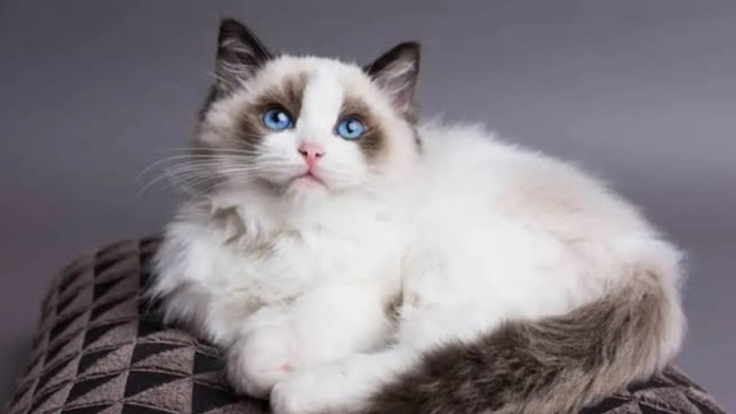 Kedicimisiniz 🐱 köpekcimi 🐶?