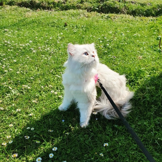 Siz de kedi gezdirir misiniz?