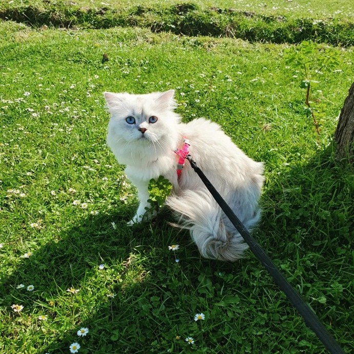 Siz de kedi gezdirir misiniz?