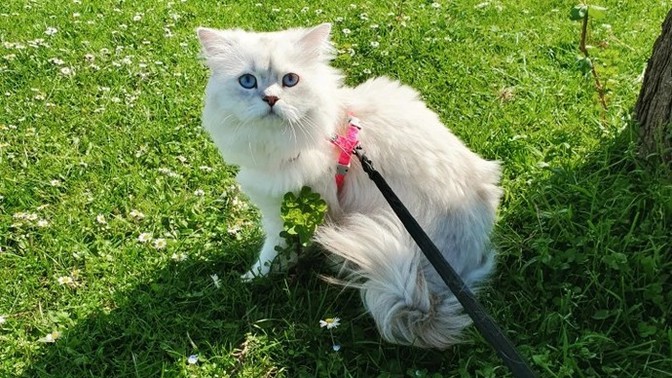Siz de kedi gezdirir misiniz?