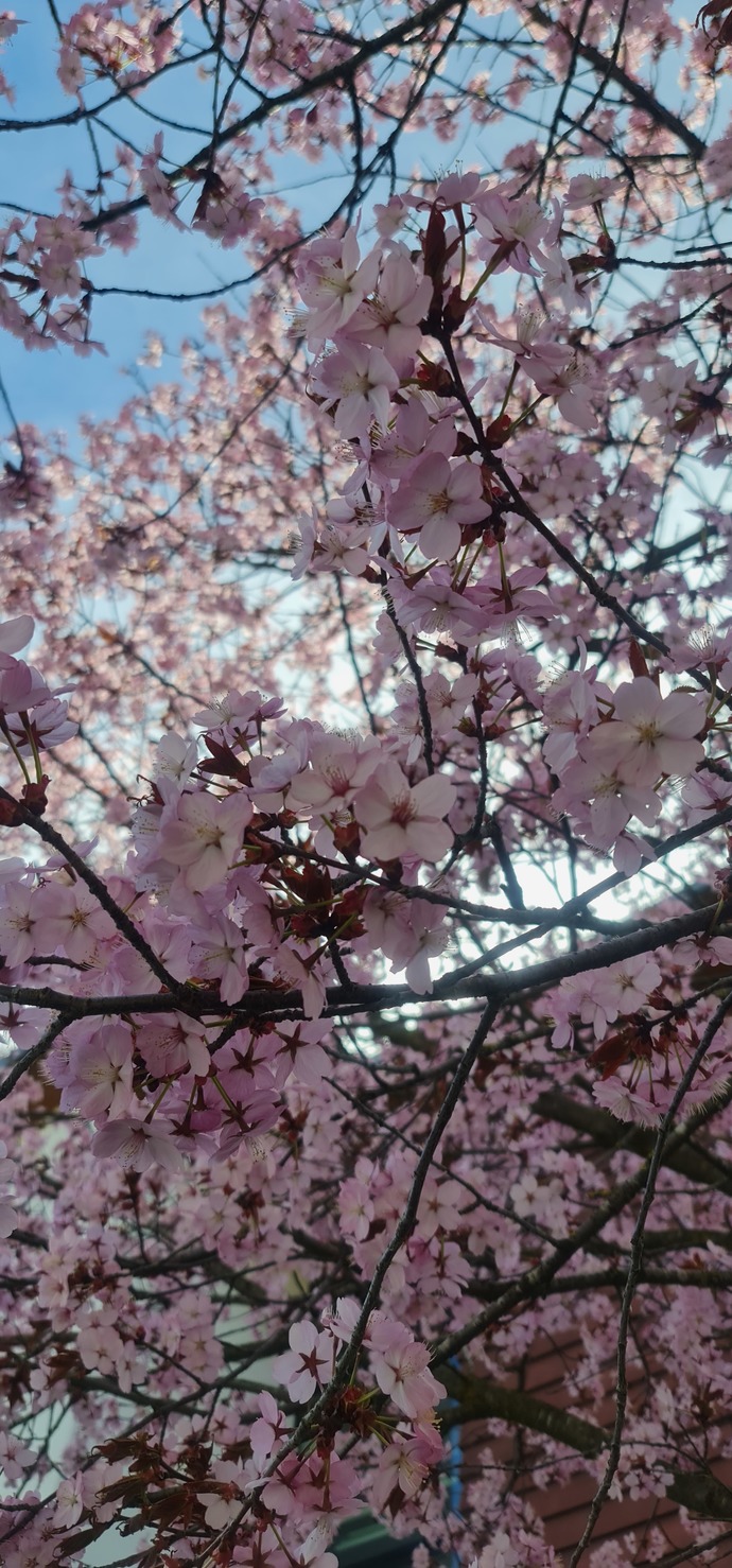 Sana bahar geldi mi🌸?