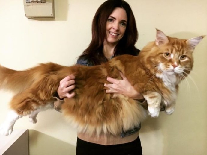 Ender ırklardan biri olan Maine Coon kedileri sizce de çok karizmatik değiller mi?