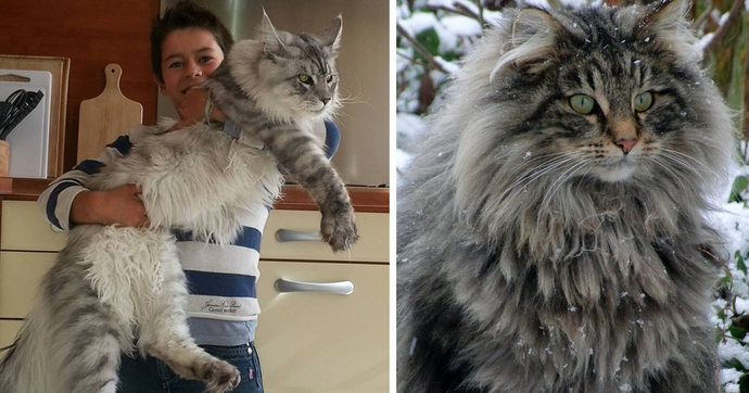 Ender ırklardan biri olan Maine Coon kedileri sizce de çok karizmatik değiller mi?