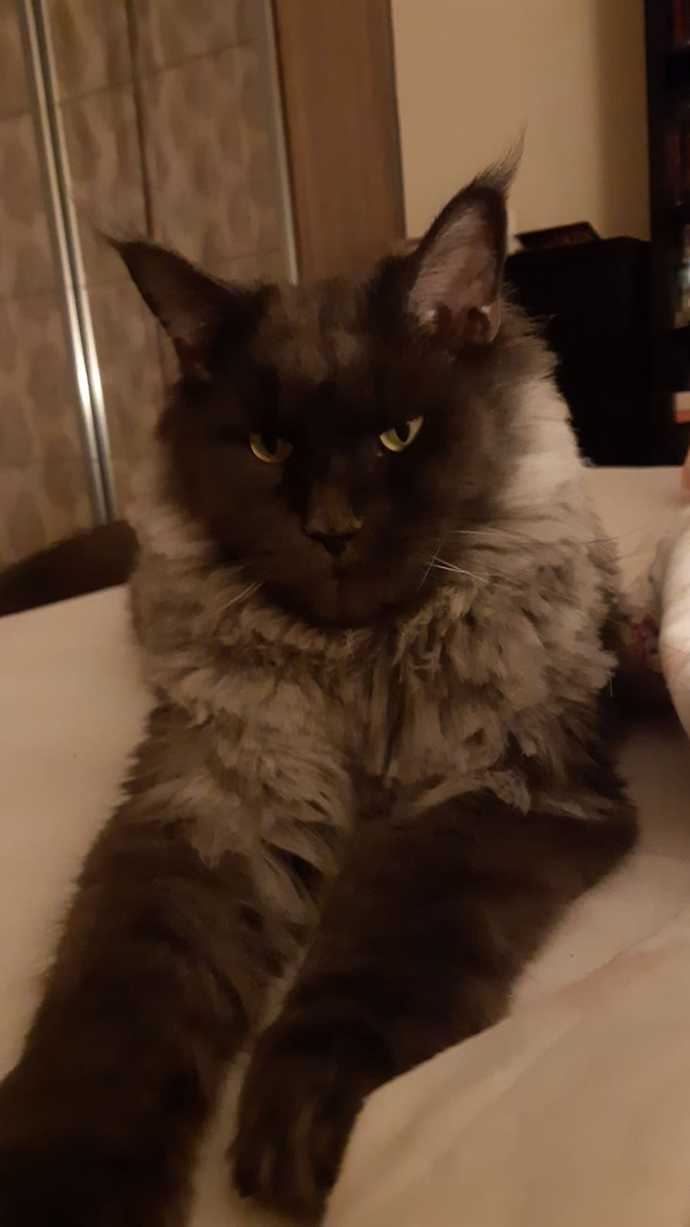 Ender ırklardan biri olan Maine Coon kedileri sizce de çok karizmatik değiller mi?