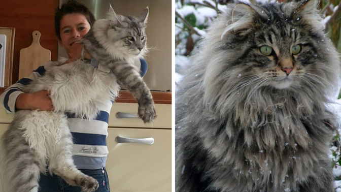 Ender ırklardan biri olan Maine Coon kedileri sizce de çok karizmatik değiller mi?