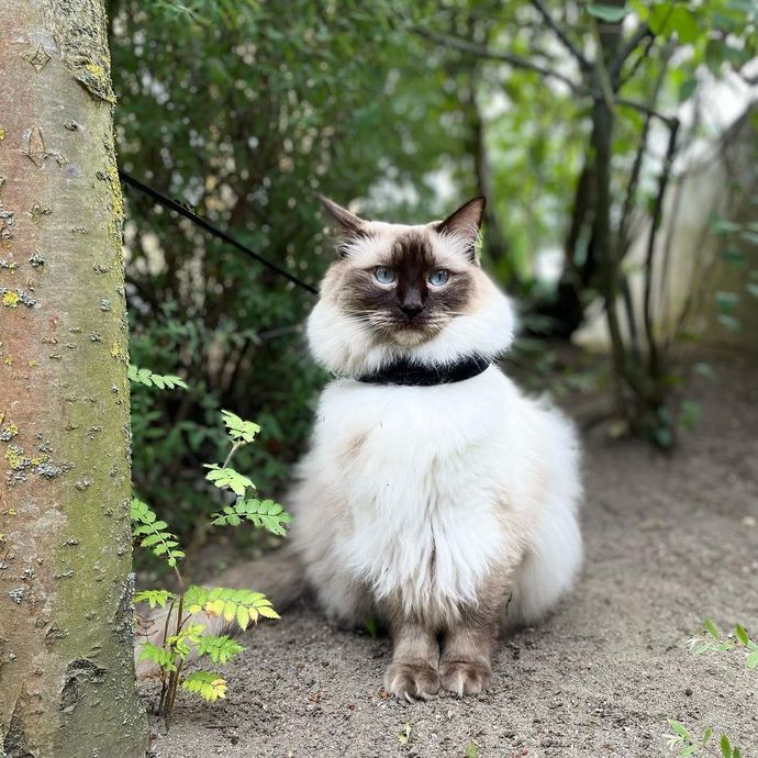 Ragdoll kedileri asil mi?