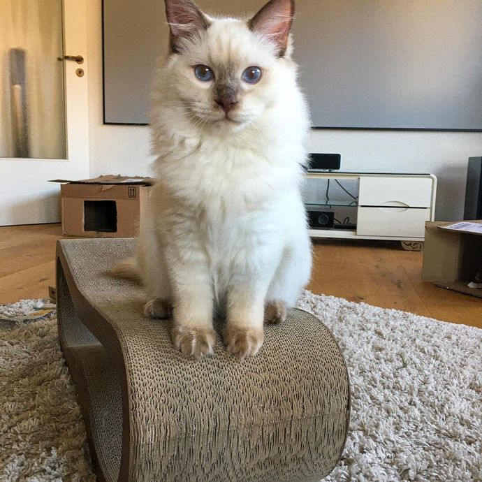 Ragdoll kedileri asil mi?