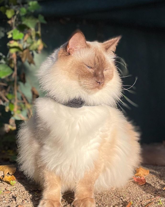 Ragdoll kedileri asil mi?