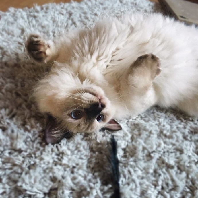Ragdoll kedileri asil mi?