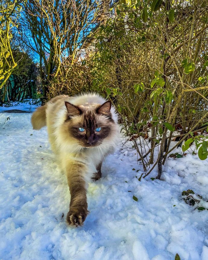 Ragdoll kedileri asil mi?