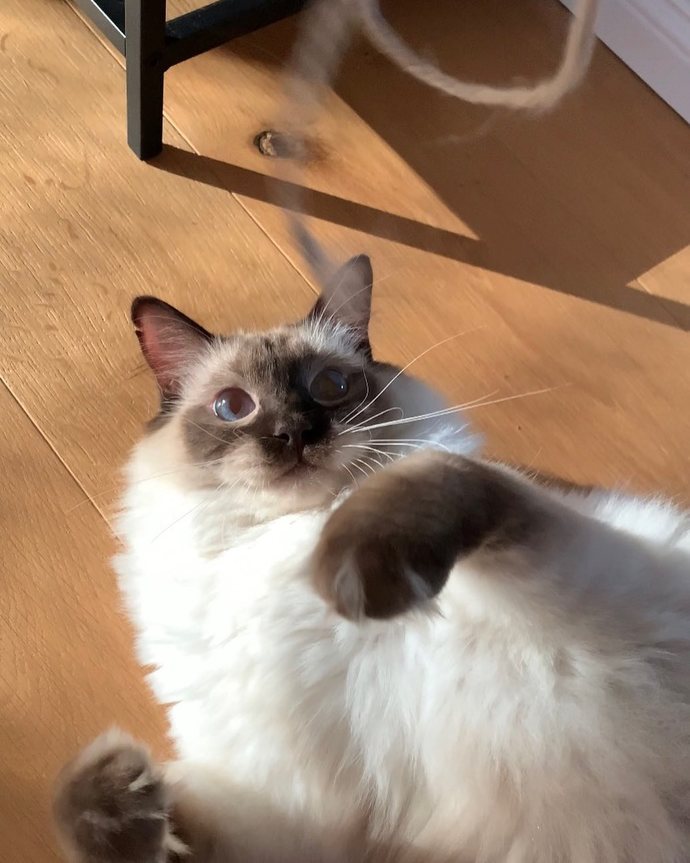 Ragdoll kedileri asil mi?