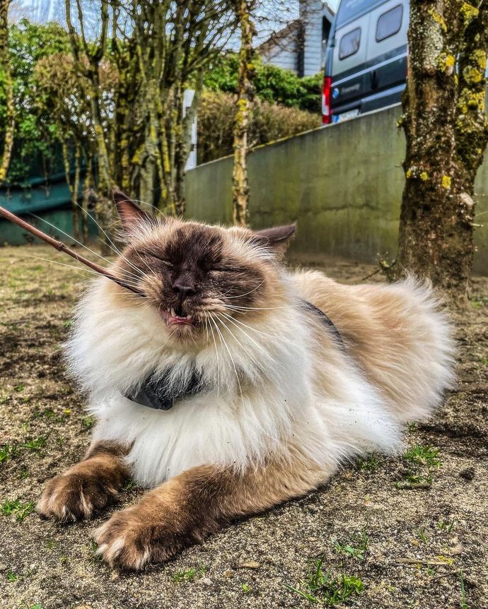 Ragdoll kedileri asil mi?