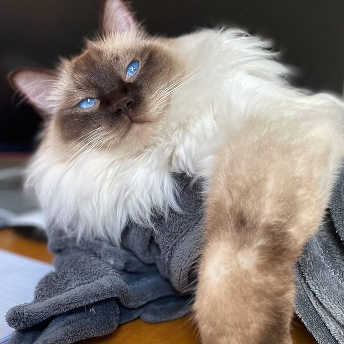 Ragdoll kedileri asil mi?