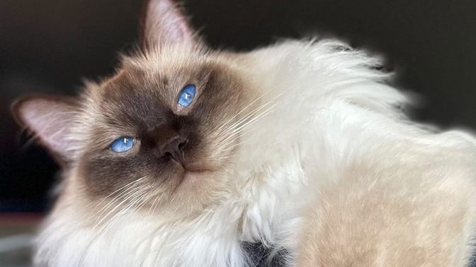 Ragdoll kedileri asil mi?