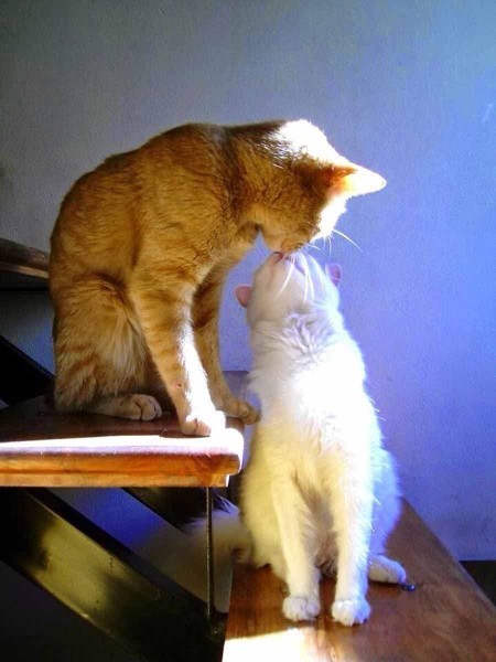 Aşık olunca içinden hangi hayvan çıkıyor🐈?