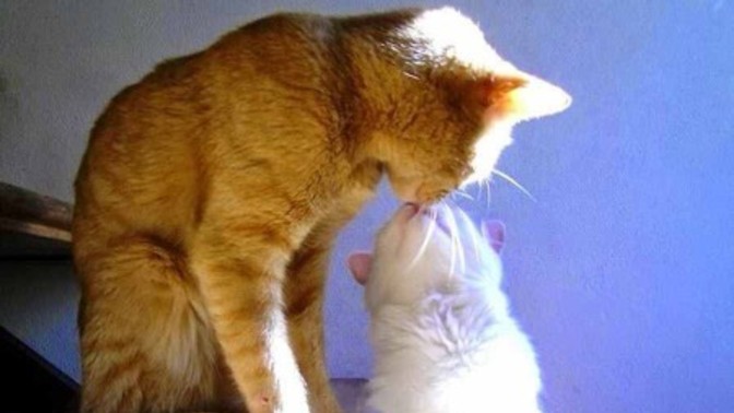 Aşık olunca içinden hangi hayvan çıkıyor🐈?