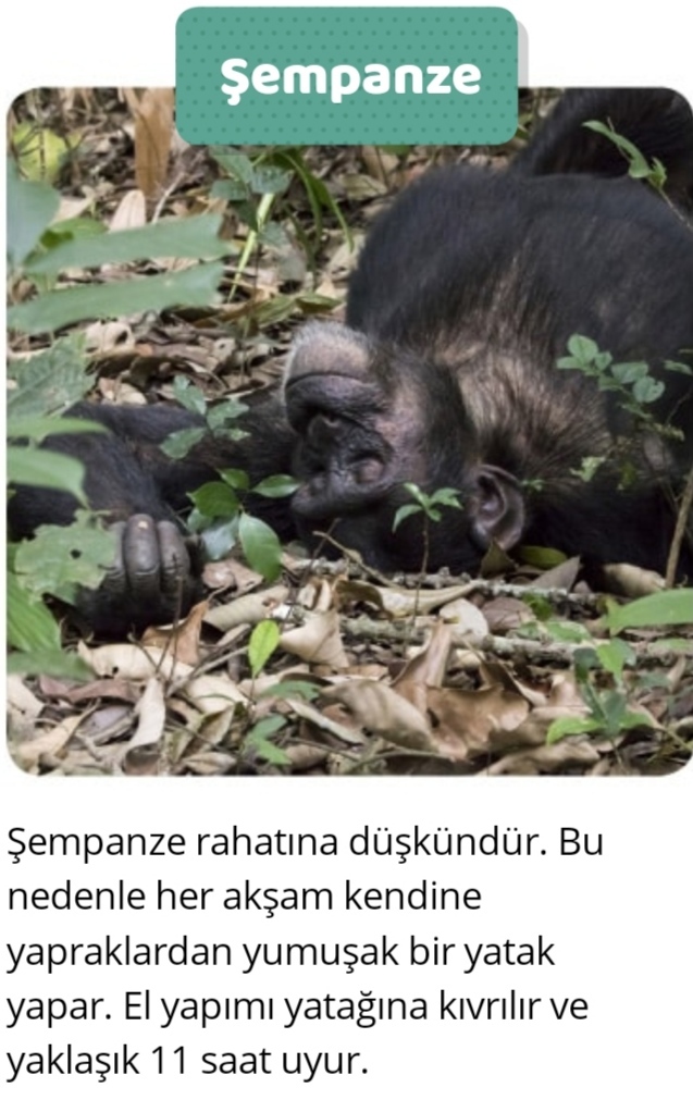 Uyku düzenin/süresi hangi hayvanınkine benziyor?