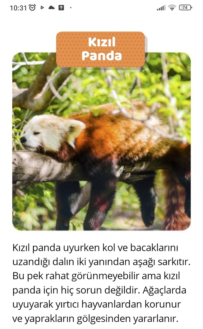 Uyku düzenin/süresi hangi hayvanınkine benziyor?