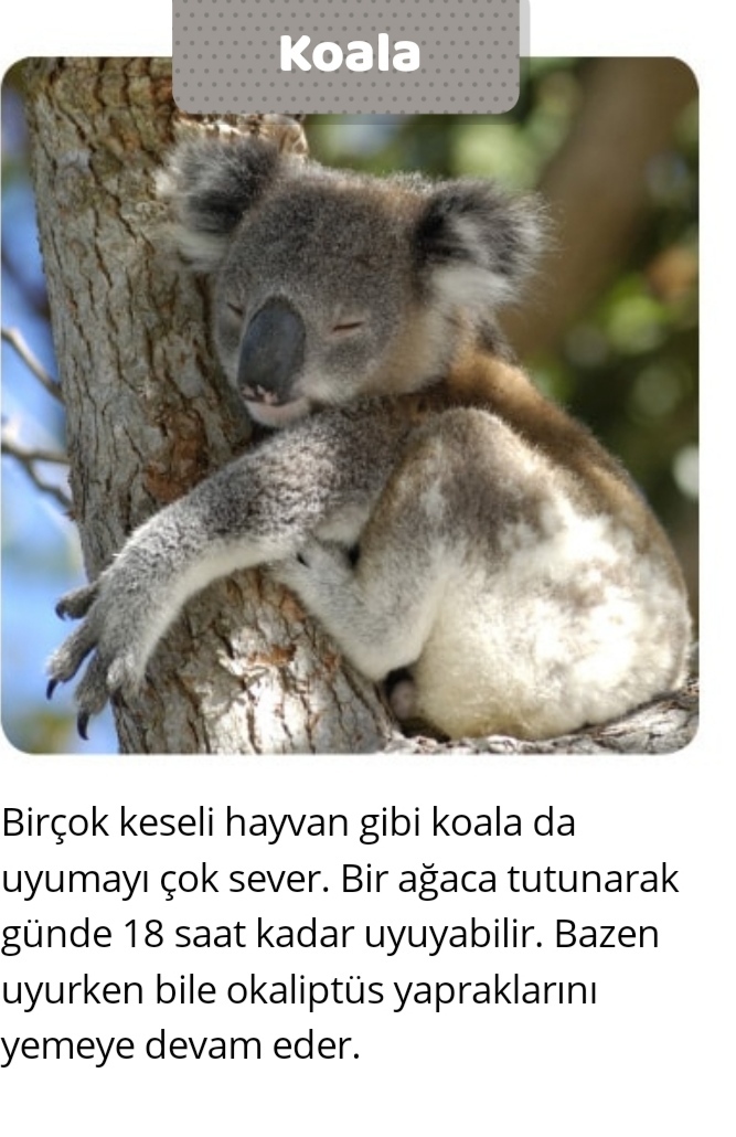 Uyku düzenin/süresi hangi hayvanınkine benziyor?