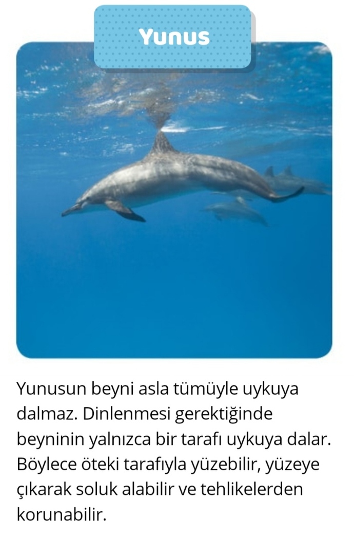 Uyku düzenin/süresi hangi hayvanınkine benziyor?