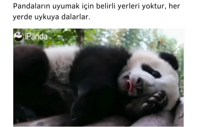 Her zaman her yerde hazır ve uykucu ben 💤💤🐼