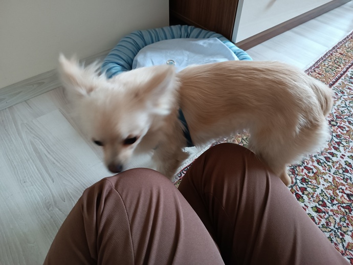 6 aylık köpeğe tuvalet eğitimi nasıl yapılır?