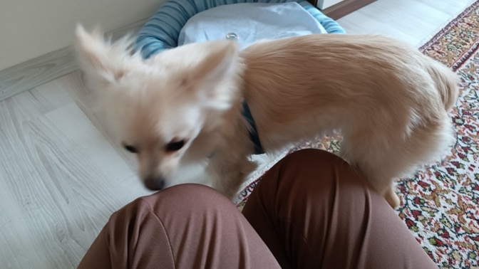 6 aylık köpeğe tuvalet eğitimi nasıl yapılır?